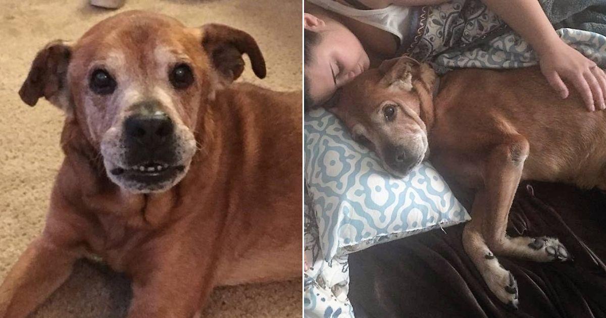 Senior Dog Adopted At 17 Lives Long Enough To Welcome His Baby Sister