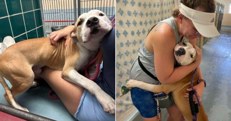 Shelter Dog Desperately Hugs Everyone He Meets, Wishing They'd Adopt Him