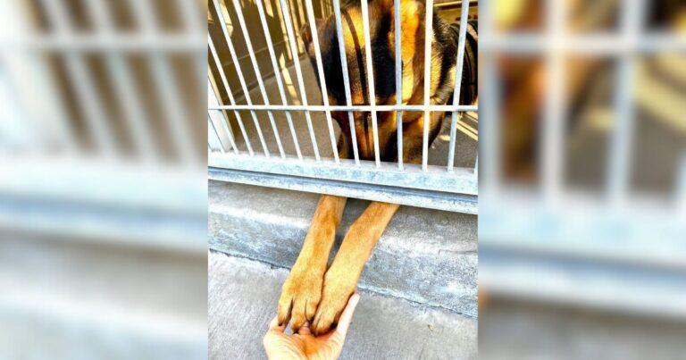 Shelter Dog Yearns For Affection, Holds Hands With Visitors