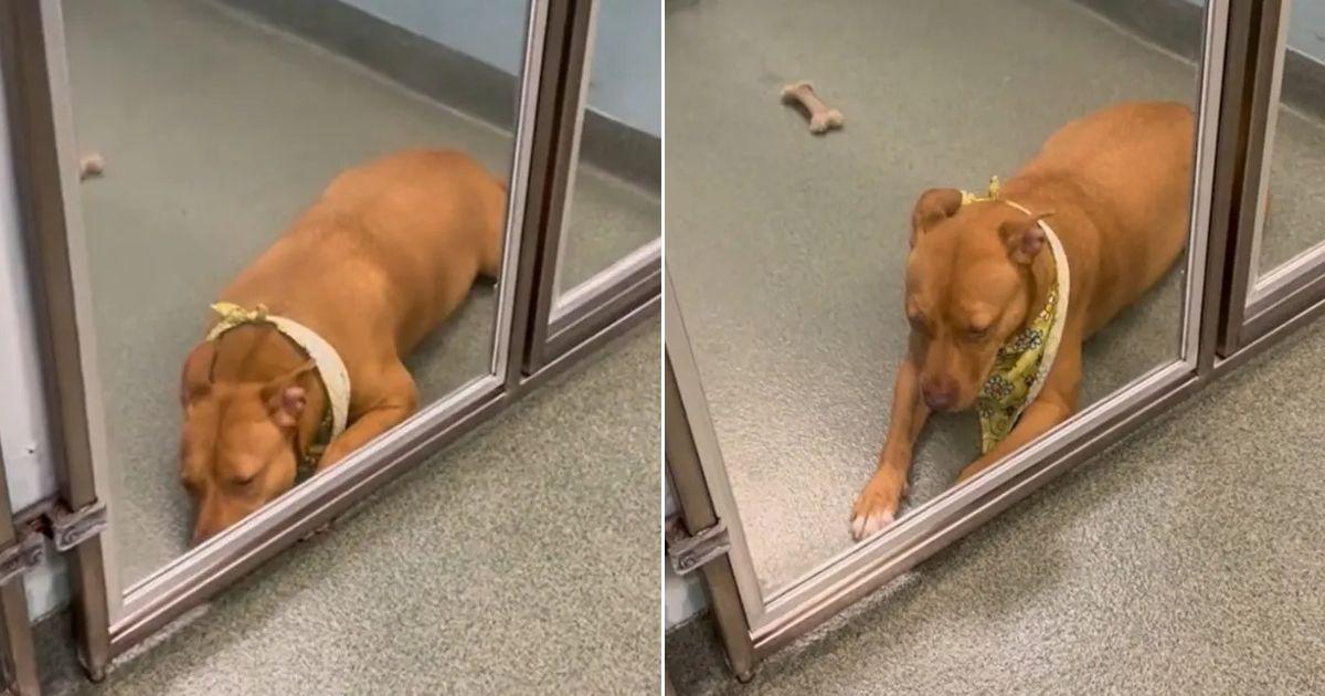 Shelter Pup Loses Spirit After Over 100 Days Of Waiting To Be Adopted