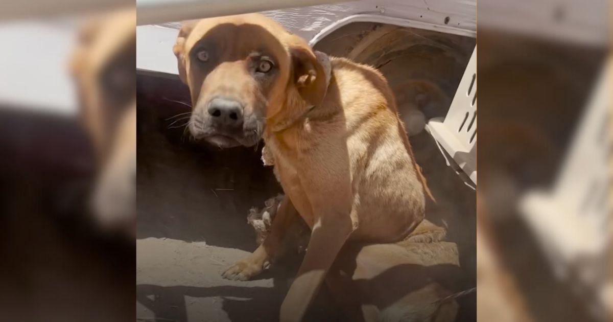 Stray Dog Leaps With Joy After Spending A Month Tied To Trailer