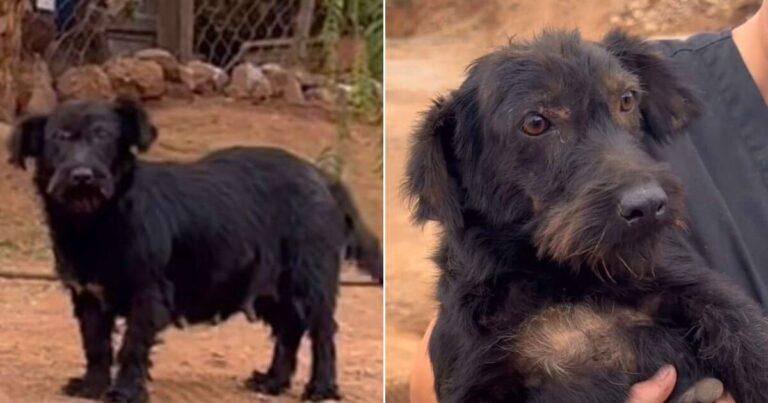 Stray Dog Left In Abandoned House Begs Passersby For Help