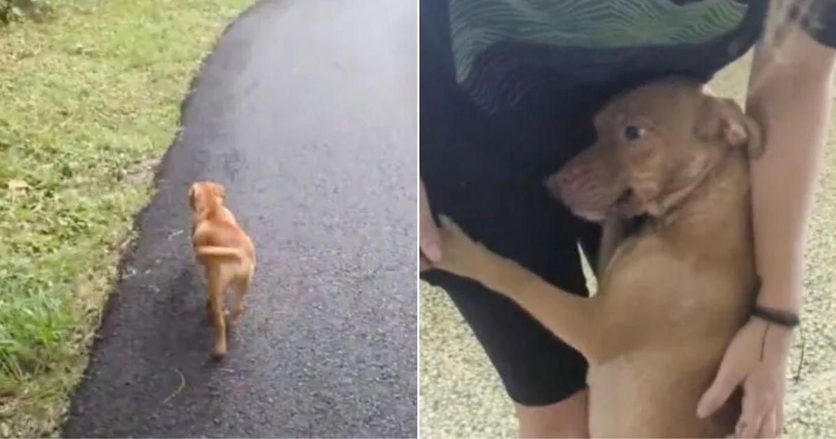 Stray Dog Mom Stops A Woman On Forest Road Begging For Help