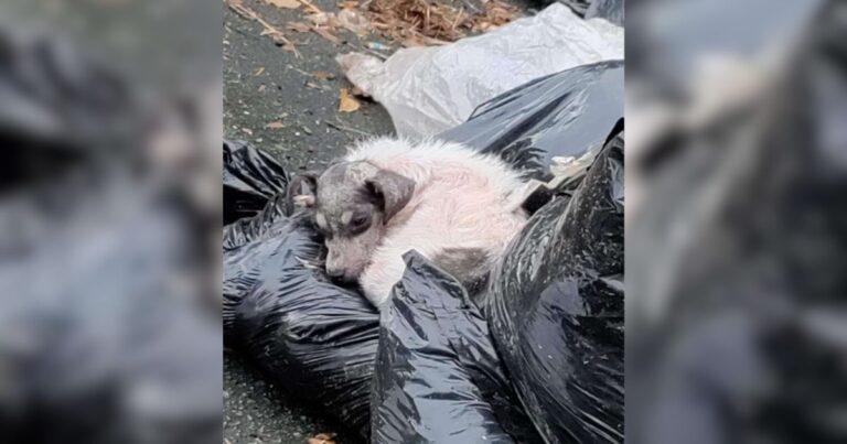 Stray Dog Sleeping on Trash Bags Now Thriving Thanks To New Owner