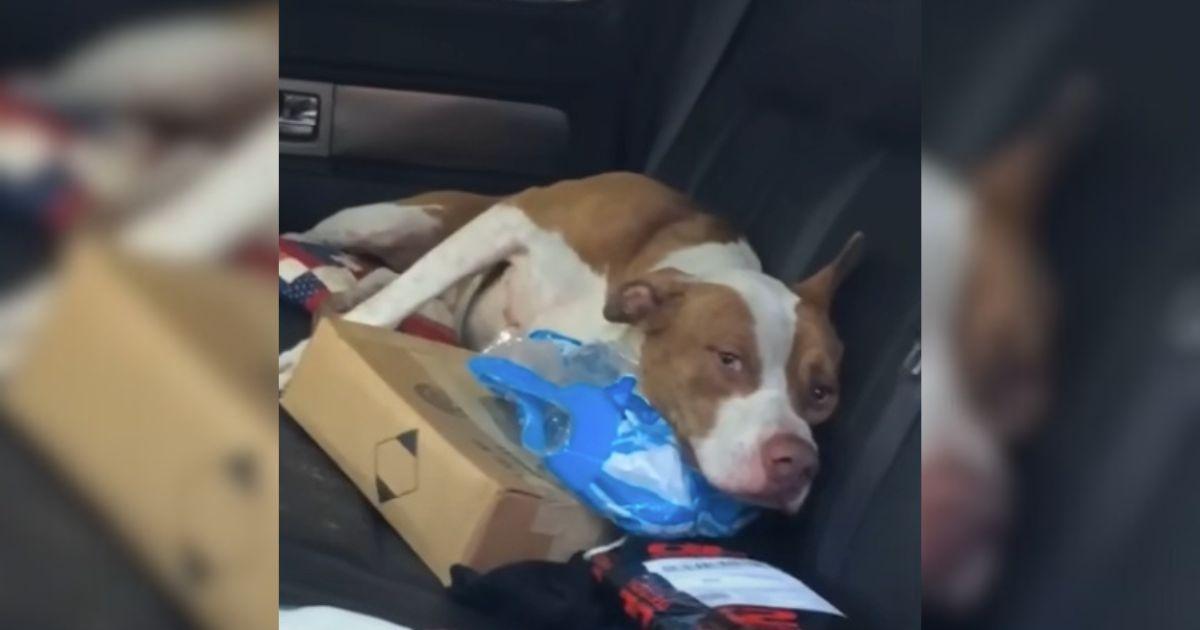 Stray Dog Sneaks Into Truck And Won't Leave Until He's Adopted