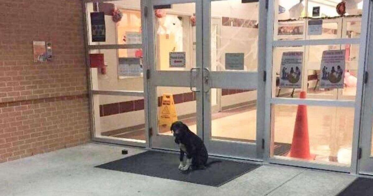 Stray Dog Waits Outside School Daily Until Teacher Steps In