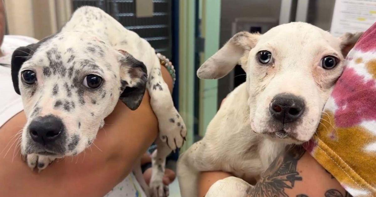 Stray Sibling Puppies Find Comfort In Each Other While Struggling To Survive