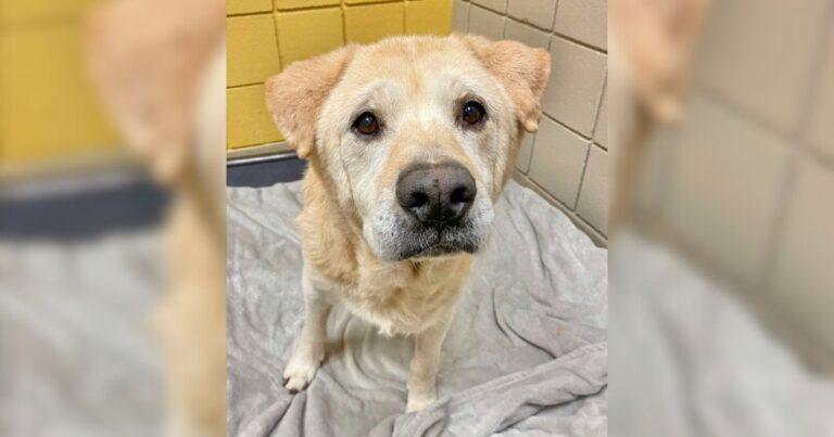 Sweet Dog With Teddy Bear Face Doesn't Know Why He Keeps Getting Returned