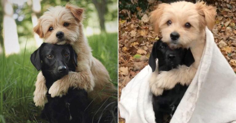 Tiny Pup Gives The Sweetest Hug To His Best Friend During Photoshoot