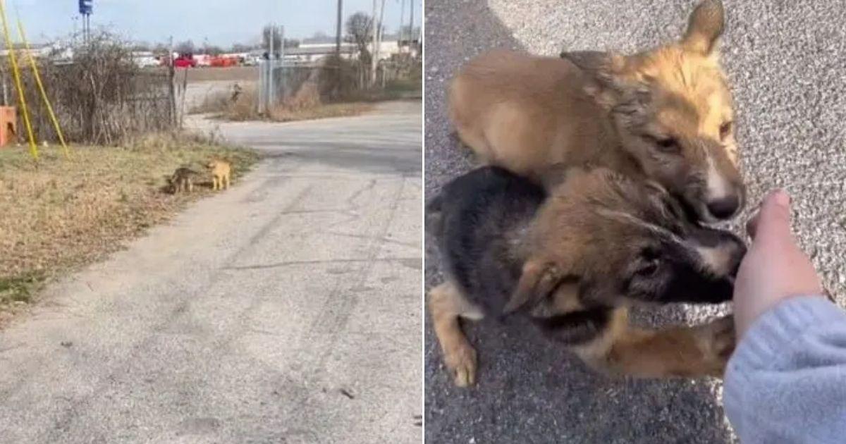 Woman Pulls Over After Spotting Two Pups Run Out Of An Abandoned Box