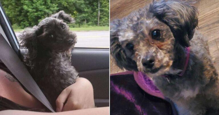 Woman Saves Stray Dog And Realizes He Looks Just Like Her Late Pup