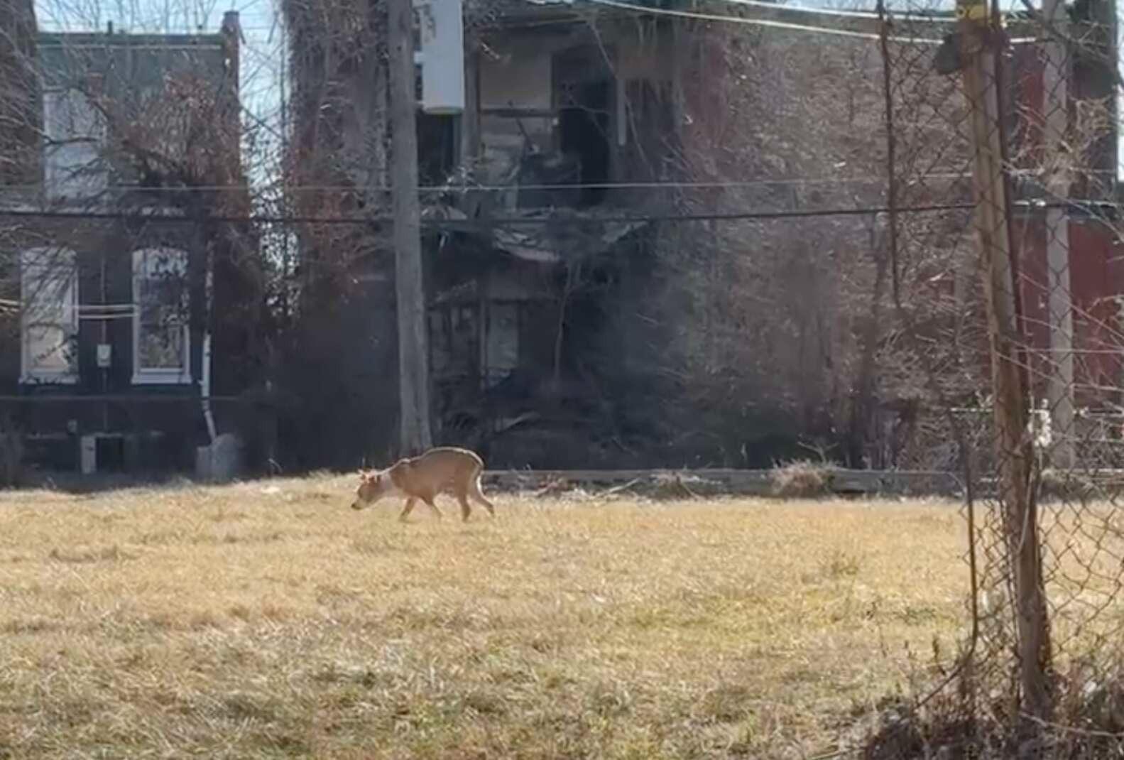 abandoned dog in need of help