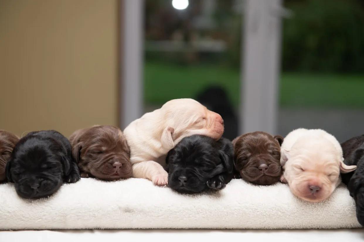 adorable newborns of different colors