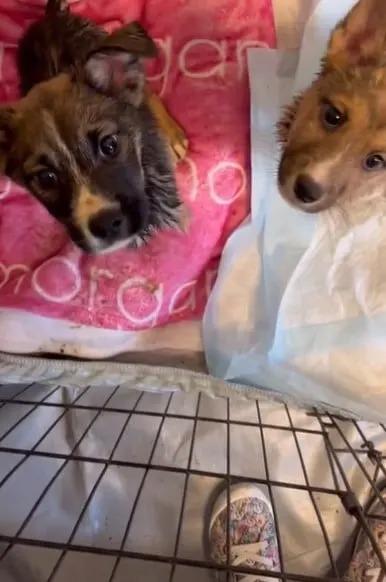 blondie and brownie after rescue