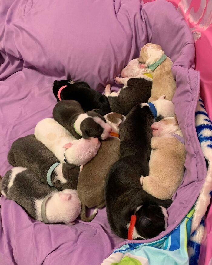 bobby and danni welcomed 12 puppies