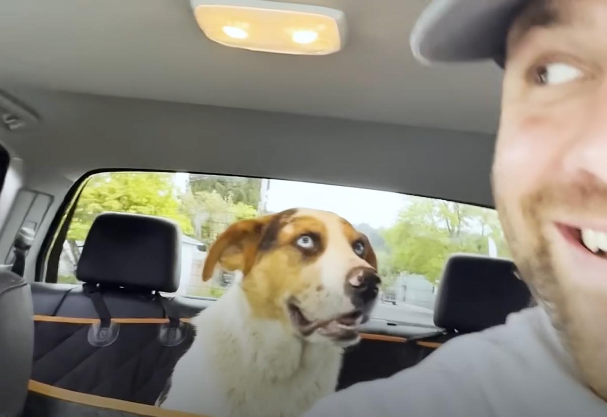 buddy in the car after rescue