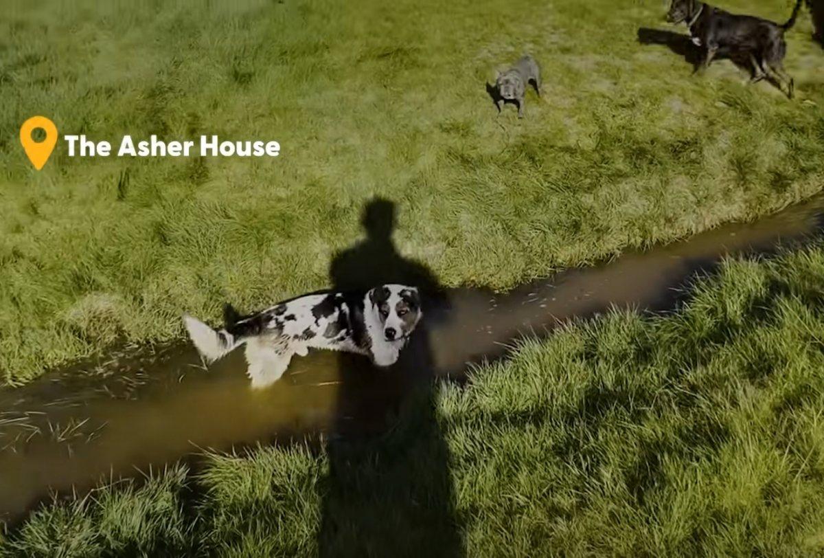 buddy playing in nature with his new furry friends