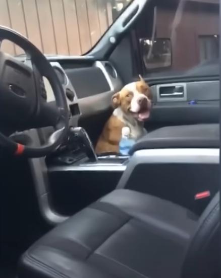 buddy playing in the truck