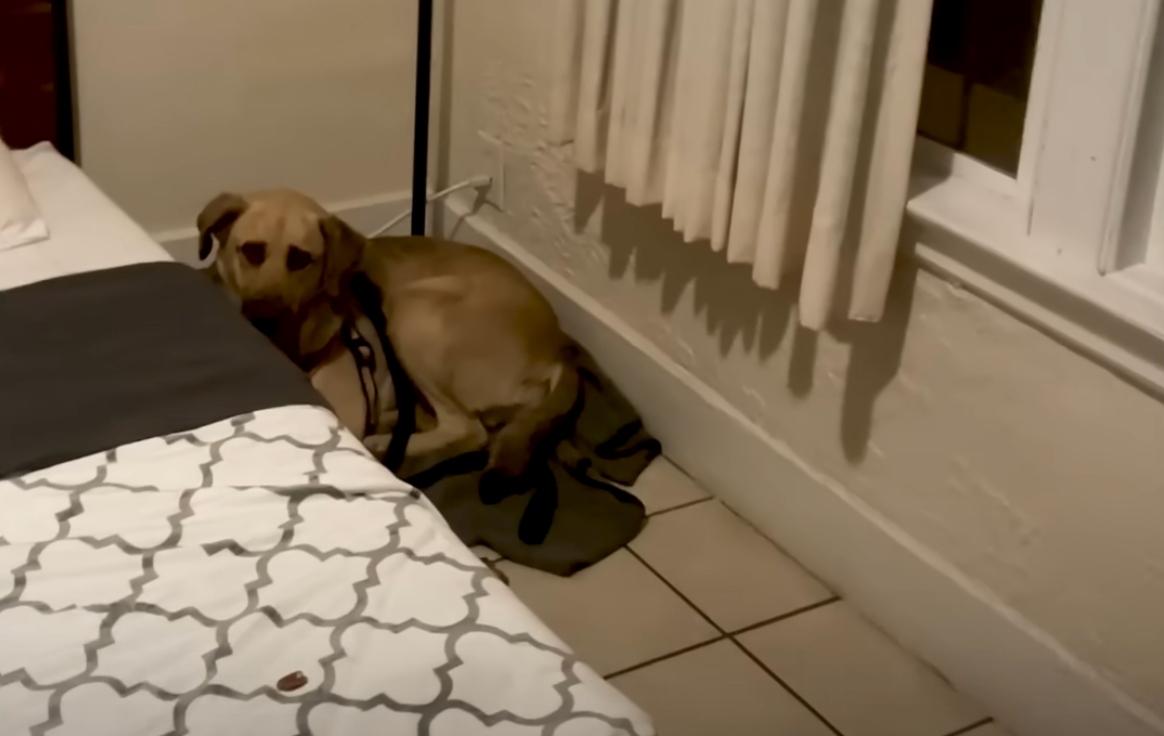 chloe hiding in a corner at new home