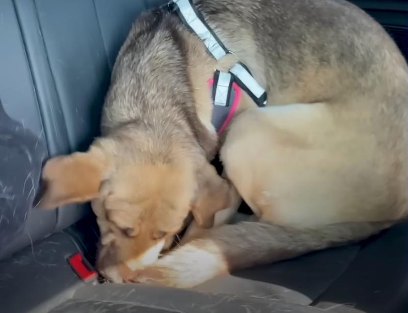 chloe on the car to her new place