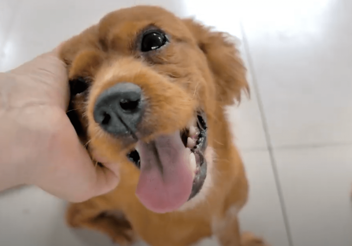 cute dog being pet