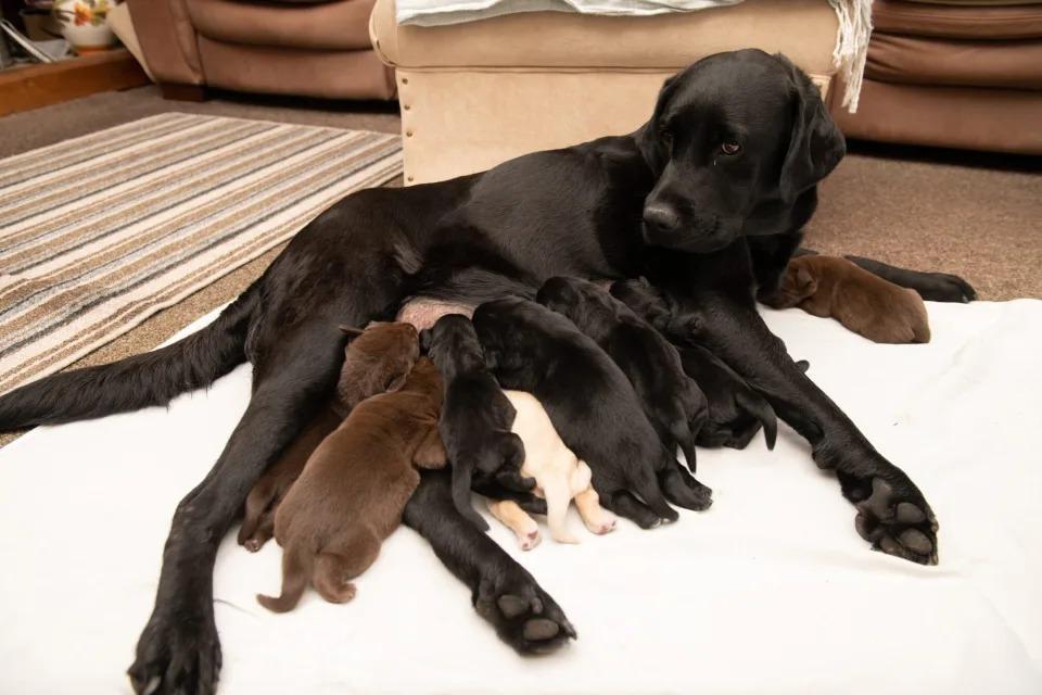 cute lab mama feeding her puppies