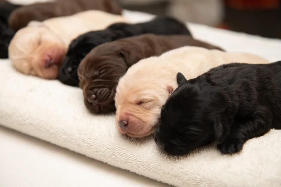 cute labrador litter of three colors