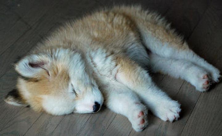 cute phoebe sleeping on the floor