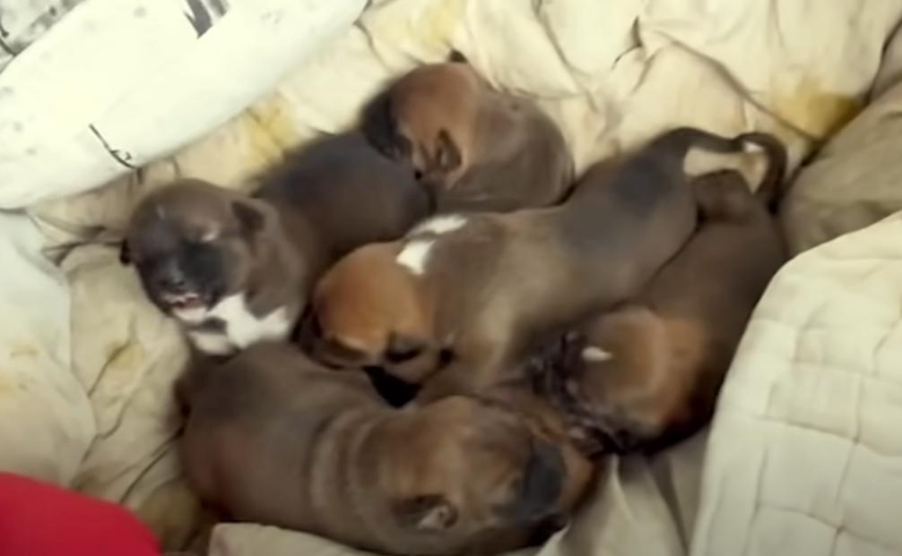 darcy's seven pups