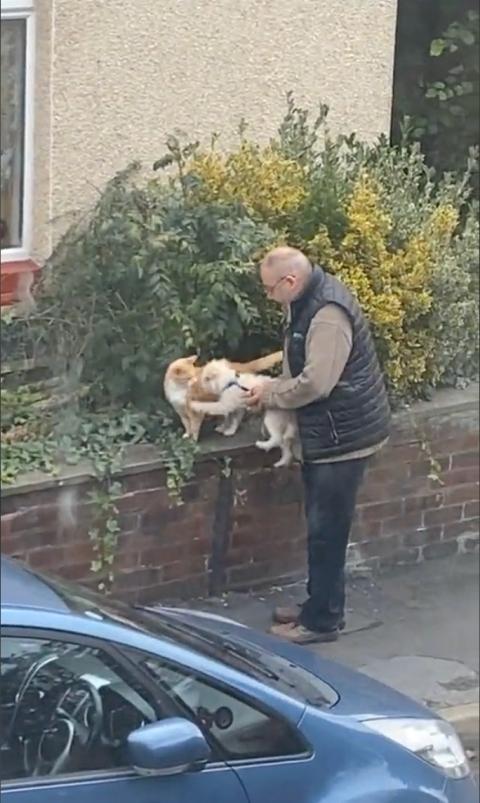 dog and cat cuddle in the street