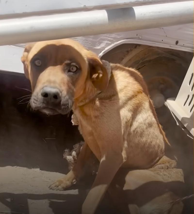 dog found tied to a trailer