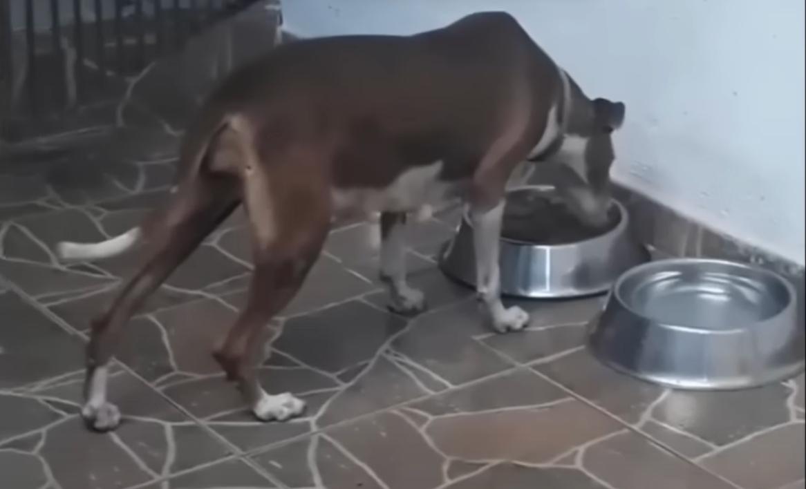 dog momma ate 3 meals after delivery