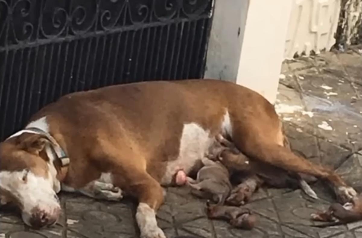 dog momma giving birth in the street