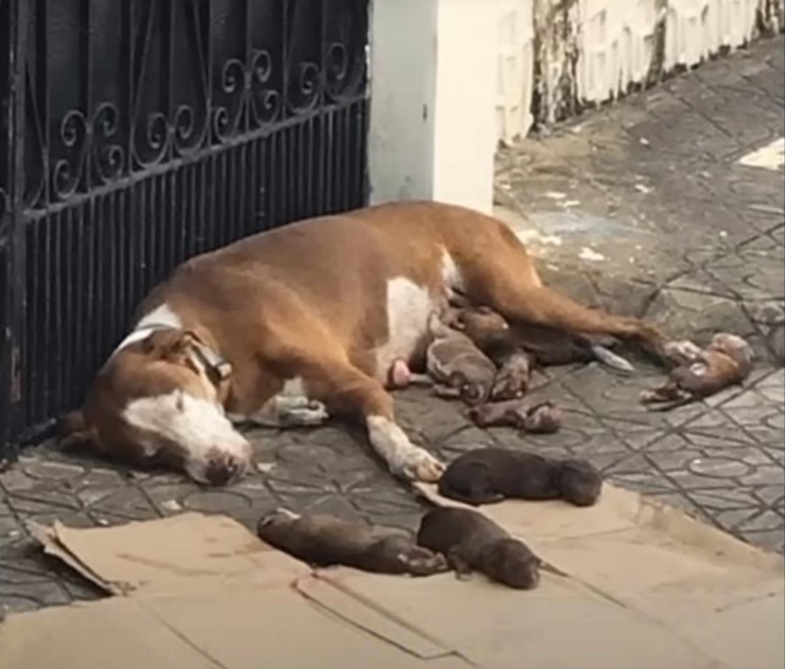 dog momma with her pups in the street