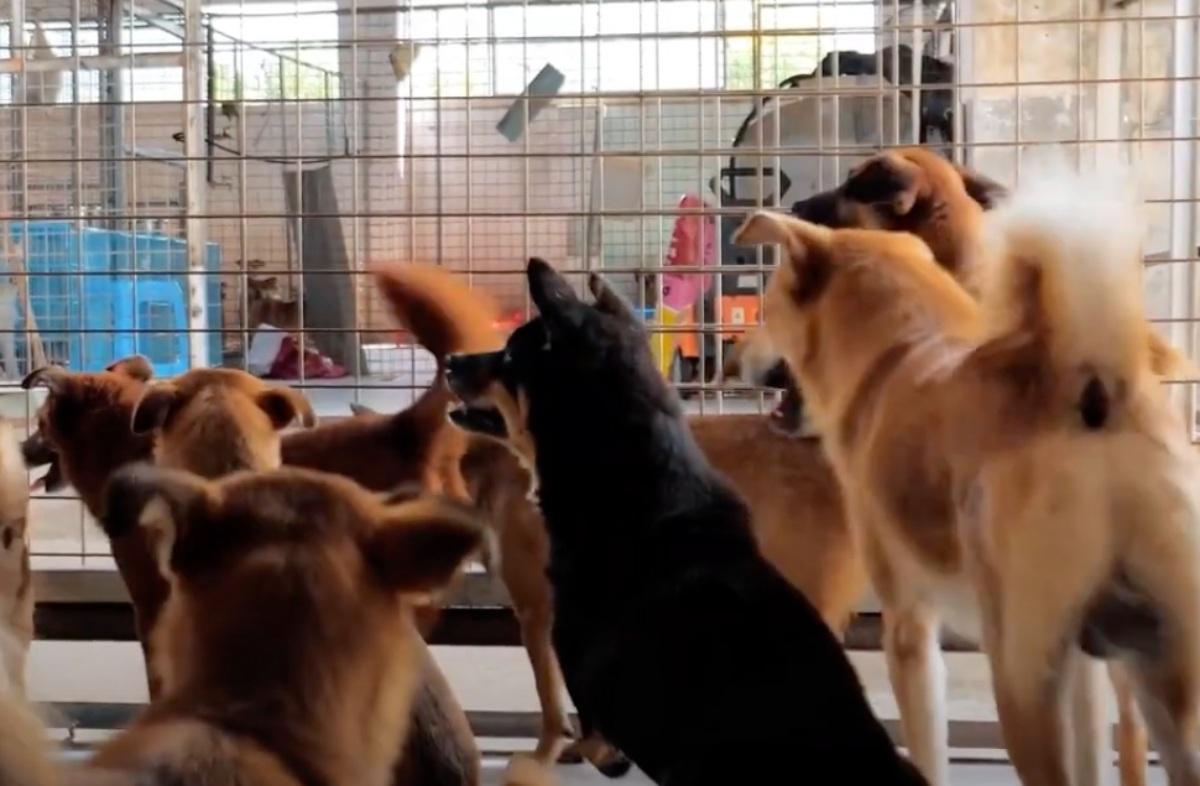 dogs waiting to be adopted in a shelter