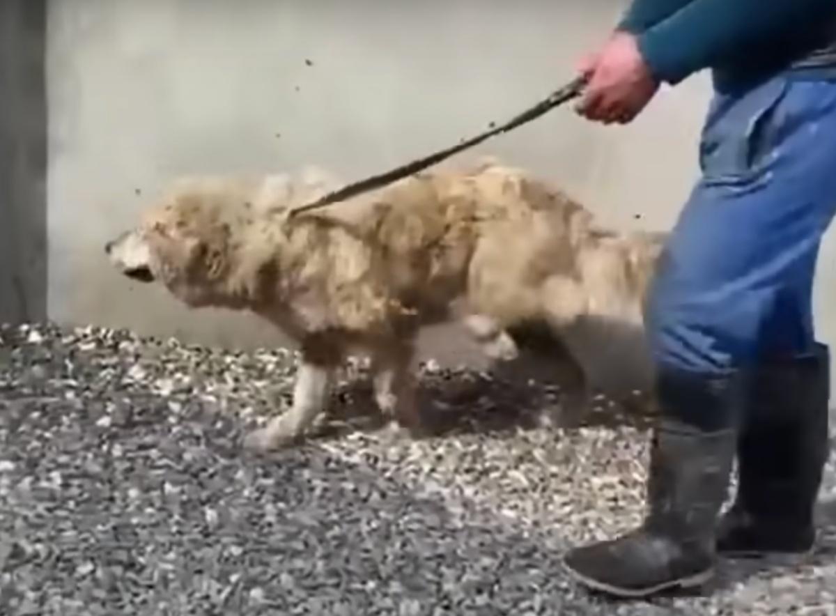 gary learning to walk on three legs