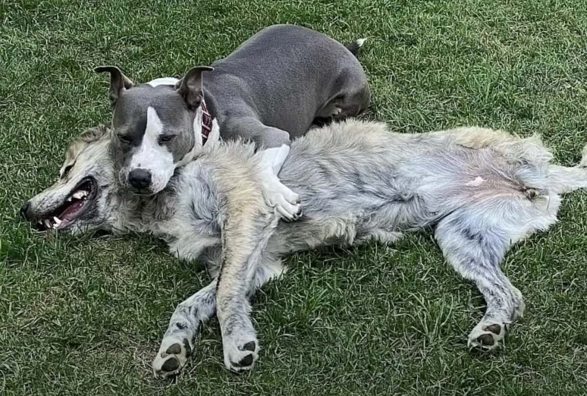 gary playing with another dog