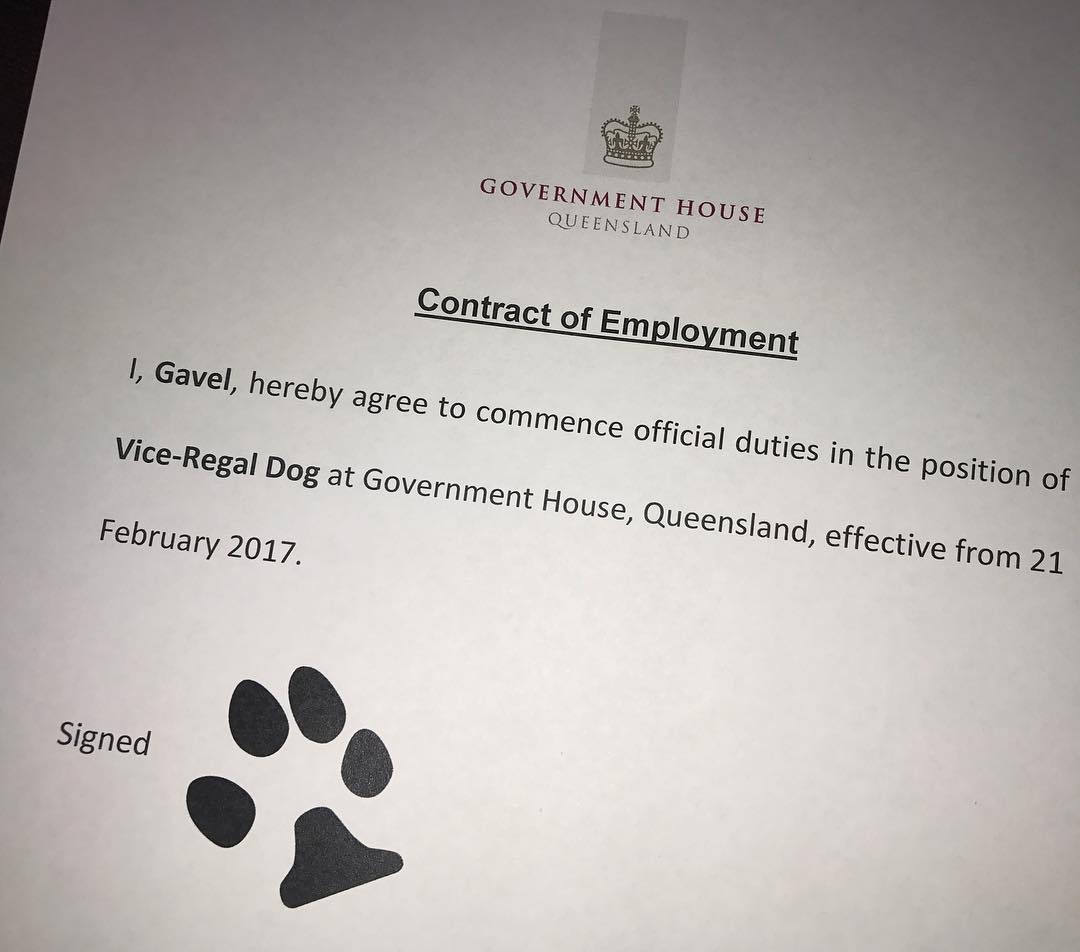 gavel contract as a vice regal dog