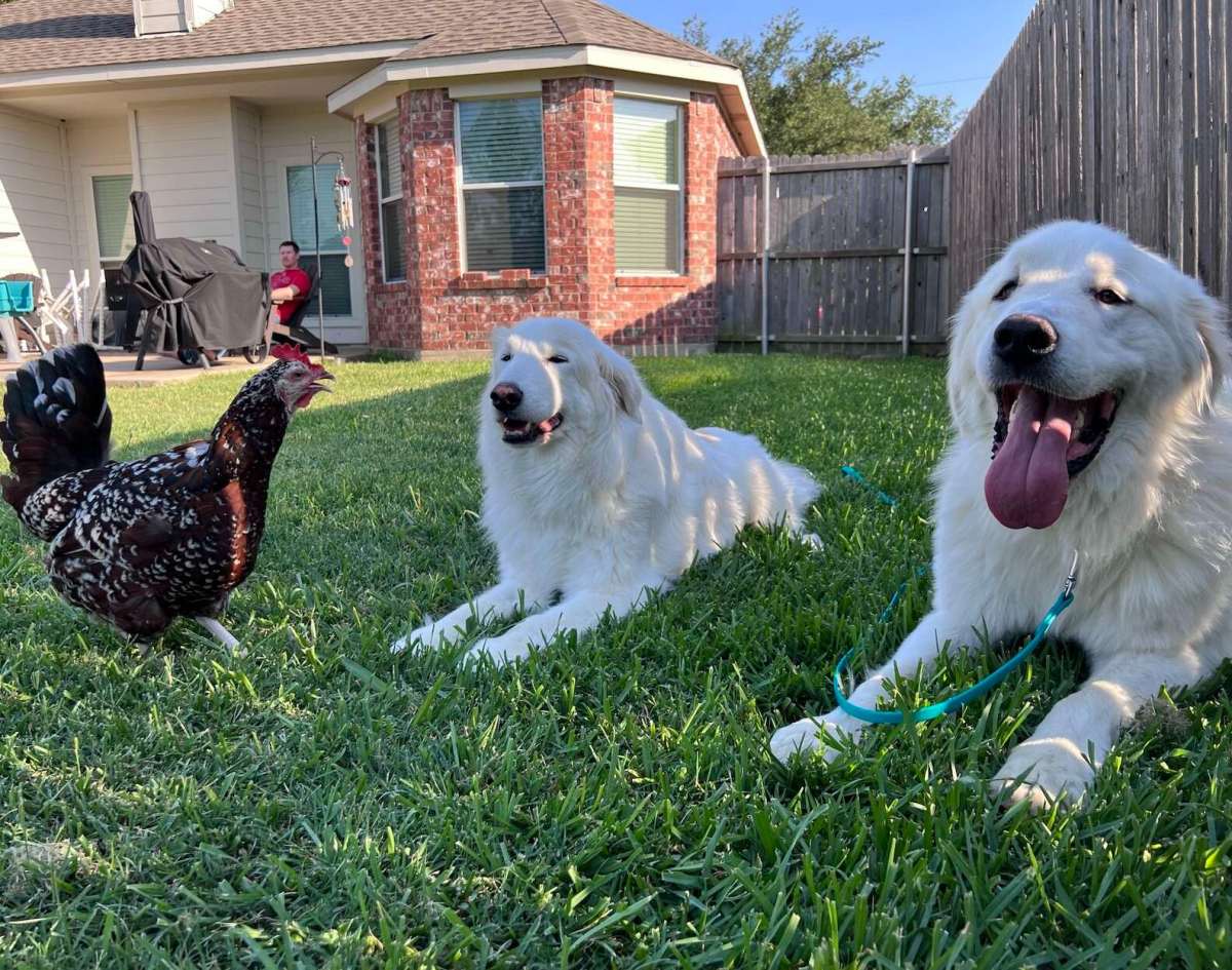 goose with his new family
