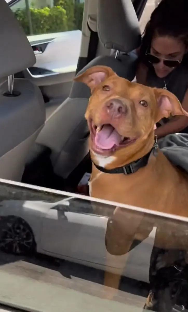 happy bella in the car on the way to her new home