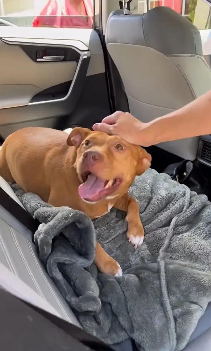 happy bella in the car