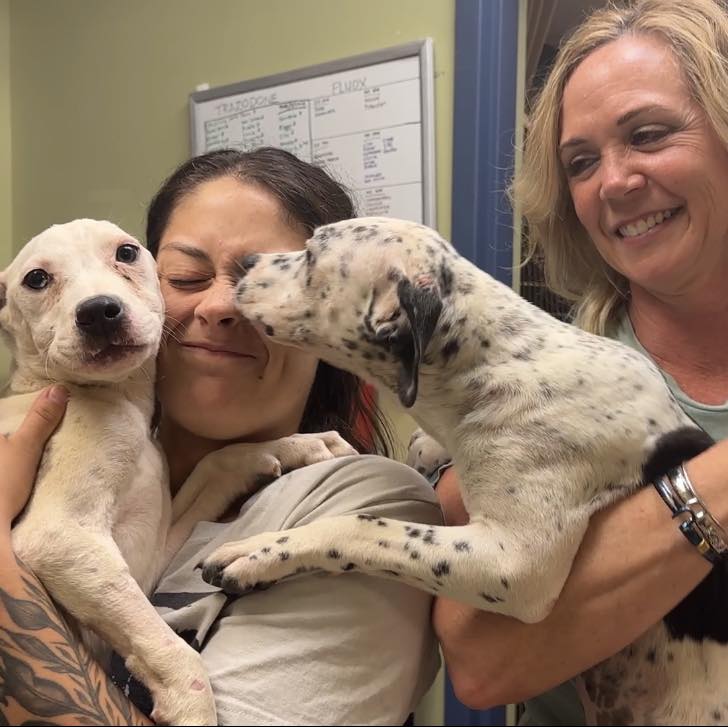 happy dogs with foster families