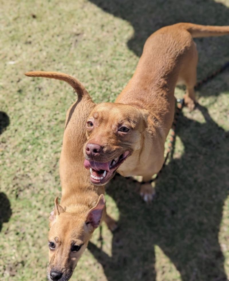 happy goji at the shelter