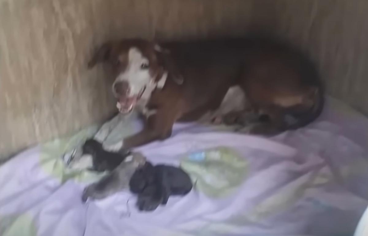 happy momma with her puppies