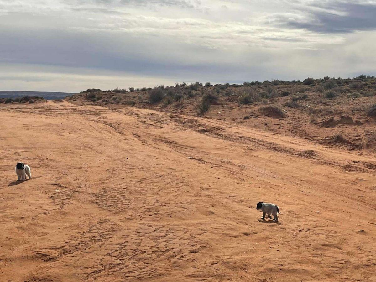 homeless puppies in arizona desert