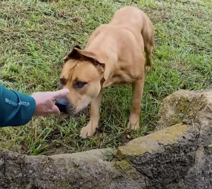 joe approaching scooby lookalike