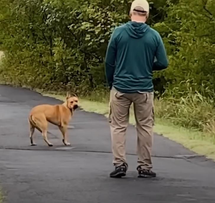 joe meeting with a stray dog