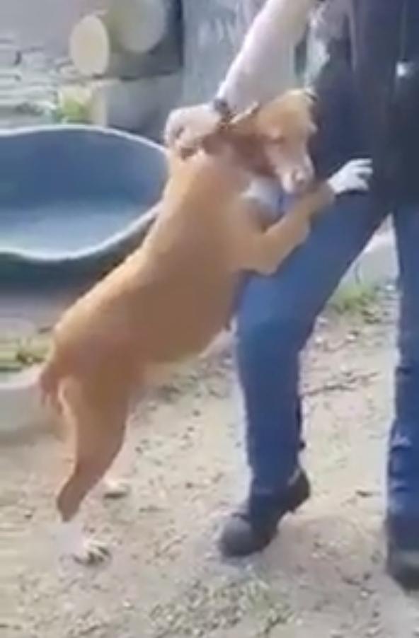 journalist surprised by the dog's hug