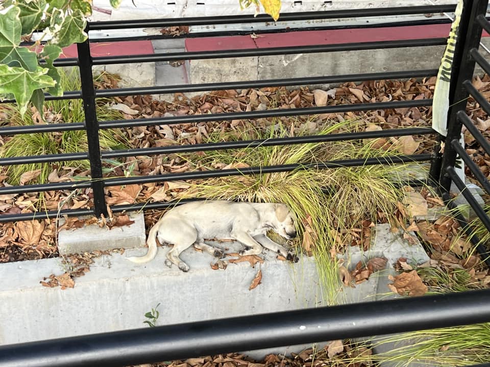 loyal dog sleeping near hospital