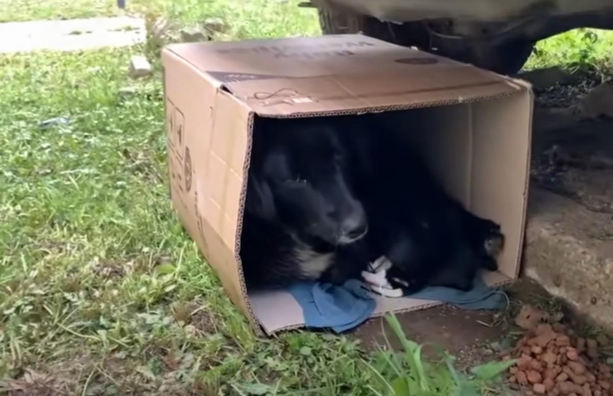 mama dog and pups found under a car